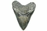 Serrated, Fossil Megalodon Tooth - North Carolina #319898-1